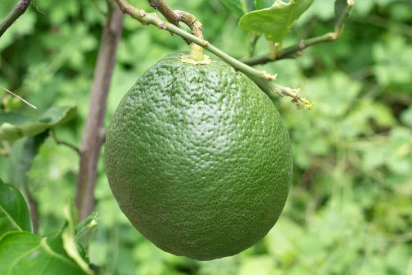 Gros Plan Citron Géant Fruit Anthropogène Sur Arbre — Photo