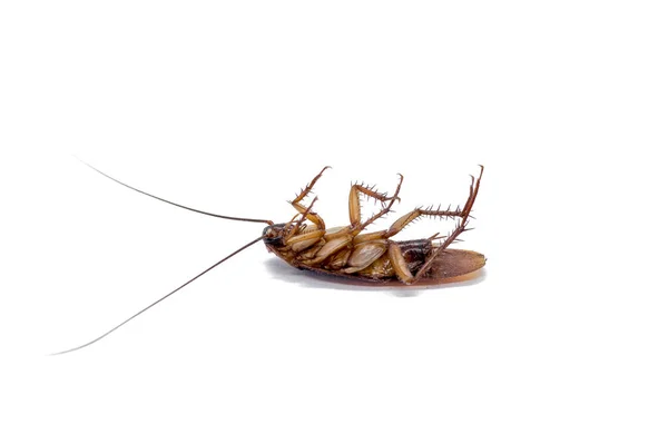 Тараканы Переносчики Болезни — стоковое фото