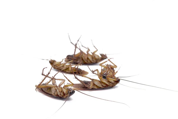 蟑螂是这种疾病的携带者 — 图库照片