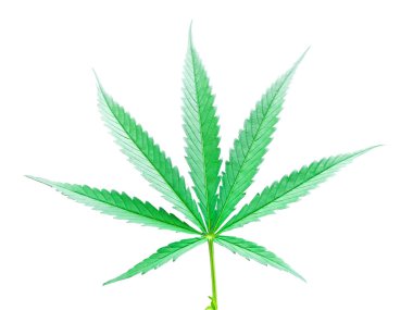 Kenevir sativa taze yeşil yaprakları, üzerinde su damlacıkları, kenevir, haşhaş, marihuana olarak da bilinir, Cannabinaceae familyasından bir bitki türüdür..