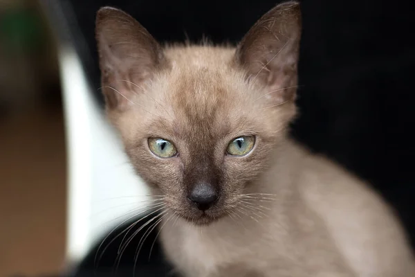 Gatito Enfoque Selectivo Sobre Fondo Negro — Foto de Stock