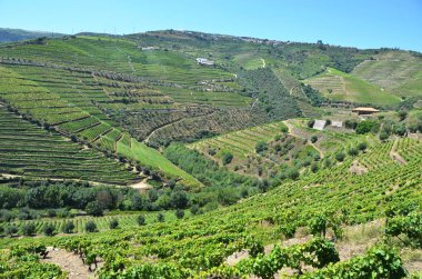 Üzüm bağları Douro Vadisi nehir, Portekiz