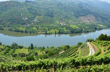 Üzüm bağları Douro Vadisi nehir, Portekiz