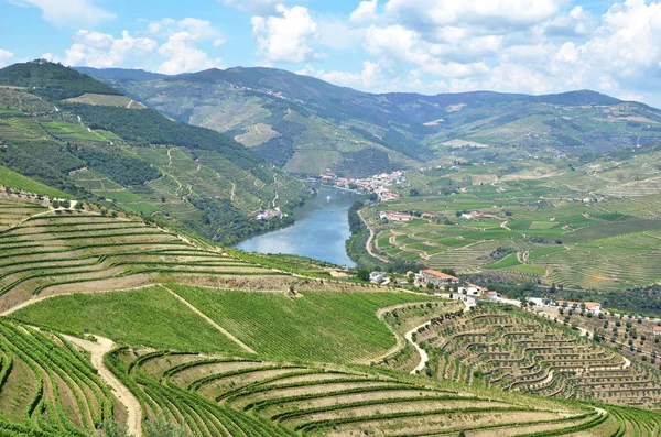 Vineyards in the valley of Douro river, Portugal