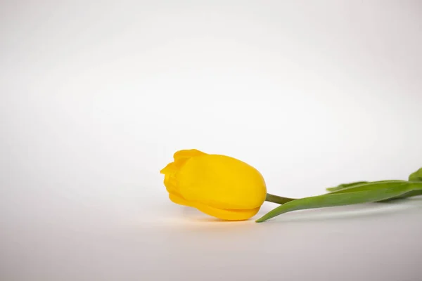 Sárga tulipán, a fehér háttér előtt. Virág a kézben. Lapos feküdt, top view, virágos, háttér — Stock Fotó
