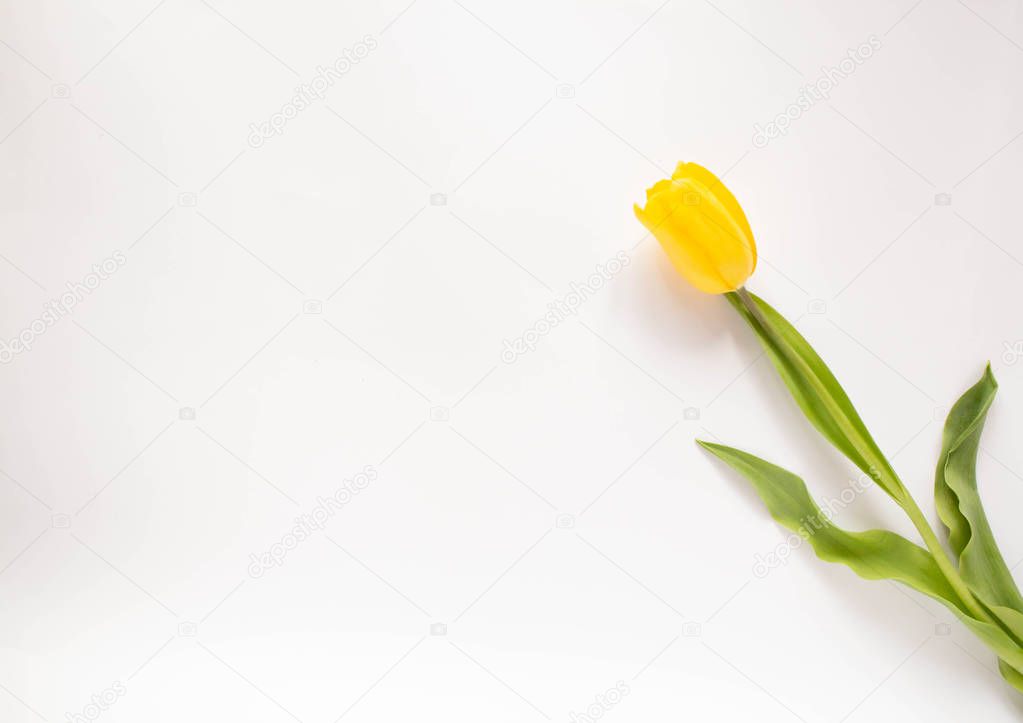 Yellow tulip on a white background. Flower in hand. Flat lay, top view, floral background