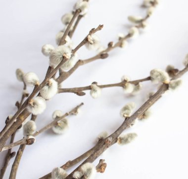 Beyaz bir arka plan üzerinde palmiye pazarı için söğüt. Willow kedicikler beyaz arka plan kopya alanı üzerinde Paskalya, willow dal