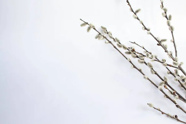 Willow op een witte achtergrond voor Palmzondag. Willow bloeiwijzen op witte achtergrond kopie ruimte Pasen, twijgen van wilg — Stockfoto