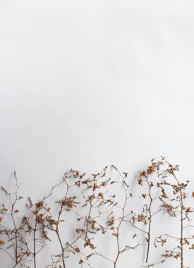 Desen doku ile yeşil kuru beyaz zemin üzerine hop kalkıyor. Düz yatıyordu, en iyi görünüm çok az kavramı