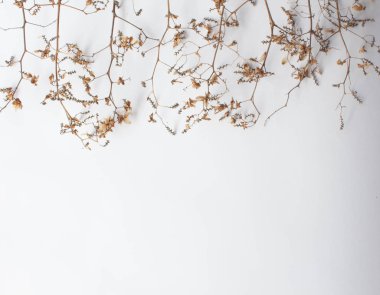 Desen doku ile yeşil kuru beyaz zemin üzerine hop kalkıyor. Düz yatıyordu, en iyi görünüm çok az kavramı