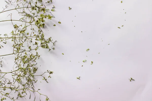 Текстура візерунка з зеленим сухим листям хмелю на білому тлі. Плоский прошарок, мінімальна концепція вигляду зверху — стокове фото