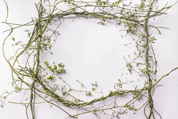 Pattern texture with green dry leaves hop on white background. Flat lay, top view minimal concept — Stock Photo, Image