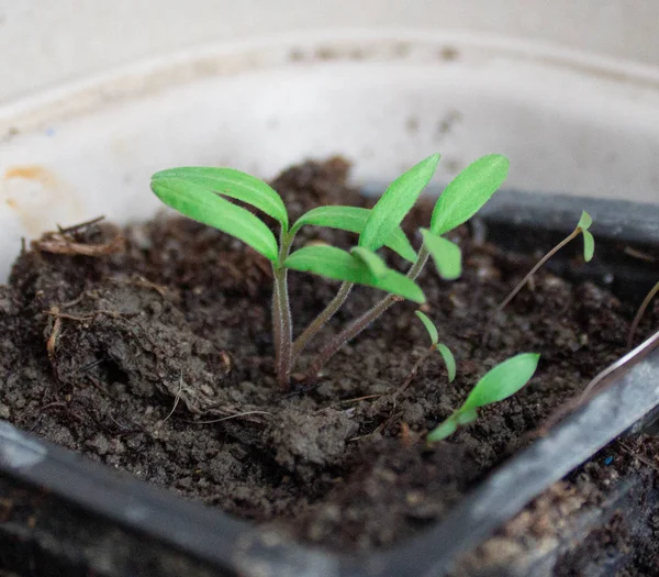 Seedlings in pots at home. Early seedlings grown from seeds in boxes at home on the windowsil. Green seedling growing out of soil.