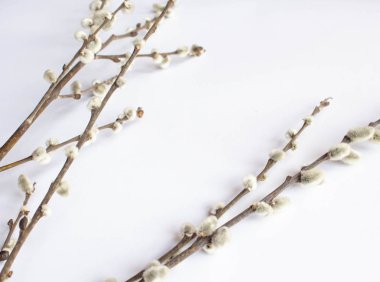 Beyaz bir arka plan üzerinde palmiye pazarı için söğüt. Willow kedicikler beyaz arka plan kopya alanı üzerinde Paskalya, willow dal