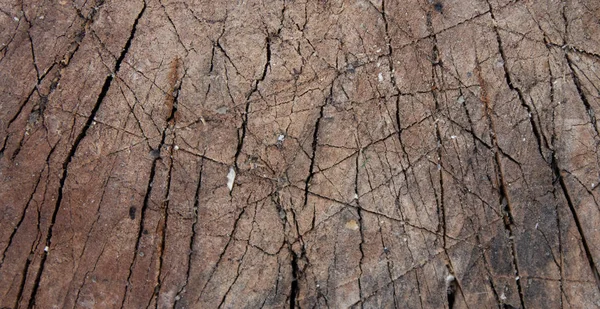 Abstract of old log wood texture, log wood stump as background or wallpaper, wood stump pattern, crack of old log wood — Stock Photo, Image