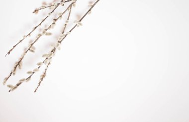 Beyaz bir arka plan üzerinde palmiye pazarı için söğüt. Willow kedicikler beyaz arka plan kopya alanı üzerinde Paskalya, willow dal