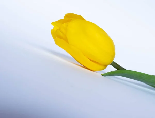 Yellow tulip on white background.  yellow tulips in a female hand on a white background. tulip closeup.