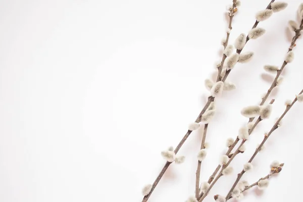 Salgueiro em um fundo branco para Domingo de Ramos. Salgueiro catkins no fundo branco cópia espaço Páscoa, salgueiro galhos — Fotografia de Stock