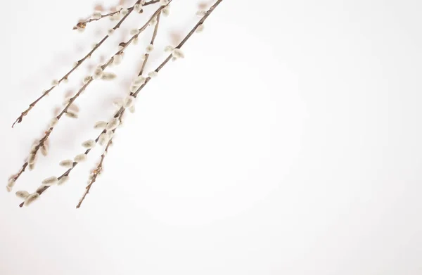 Willow on a white background for Palm Sunday. Willow catkins on white background copy space easter, willow twigs — Stock Photo, Image