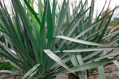 güzel ve dokusal, yeşil ve temiz bitki yaprakları. 