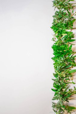 yeşil dalları çerçeve, beyaz arka planda yaprakları. düz yatıyordu, üst görünüm.