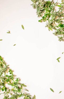 yeşil dalları çerçeve, beyaz arka planda yaprakları. düz yatıyordu, üst görünüm.