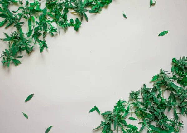 Весняний фон з молодими зеленими рослинами та листям на білому тлі копіювання просторової рамки — стокове фото