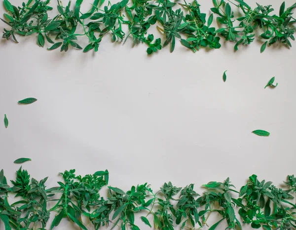 Весняний фон з молодими зеленими рослинами та листям на білому тлі копіювання просторової рамки — стокове фото