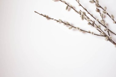 Beyaz bir arka plan üzerinde palmiye pazarı için söğüt. Willow kedicikler beyaz arka plan kopya alanı üzerinde Paskalya, willow dal