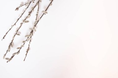 Beyaz bir arka plan üzerinde palmiye pazarı için söğüt. Willow kedicikler beyaz arka plan kopya alanı üzerinde Paskalya, willow dal