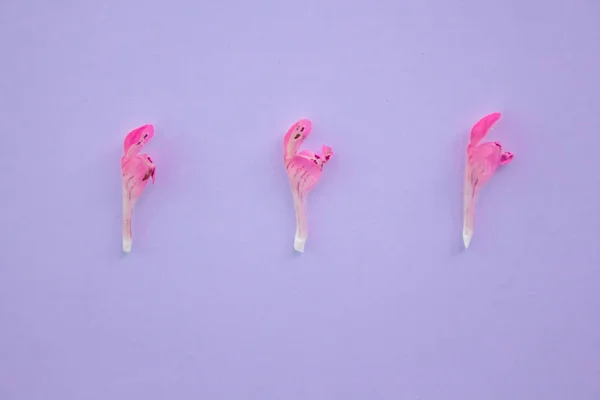 Blumenhintergrund Rahmen aus rosa Blume auf violettem Hintergrund. flache Lage, von oben betrachtet floraler Hintergrund. — Stockfoto