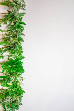 yeşil dalları çerçeve, beyaz arka planda yaprakları. düz yatıyordu, üst görünüm