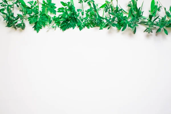 Рамка з зелених гілок, листя на білому тлі. плоский ліжко, вид зверху . — стокове фото