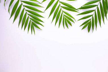 Beyaz arka planda tropikal yeşil yaprakların desen. Düz döşeme, üst görünüm