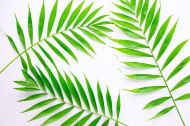 Beyaz bir arka plan üzerinde tropikal yaprakların düzeni. Kopya alanı ile minimal yaz egzotik kavram. Düz döşeme, üst görünüm