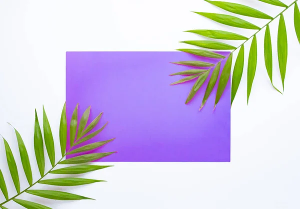 Trópusi pálmalevelek a lila és lila háttér. Minimális koncepció. Nyári stílusban. Pálmalevél. Trópusi növények. Lapos feküdt. — Stock Fotó