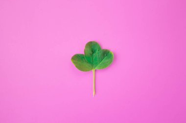 Yaratıcı düzen. Çerçeve yeşil dalları, pembe bir arka plan üzerinde bırakır. Minimal konsept, düz döşeme, üst görünüm