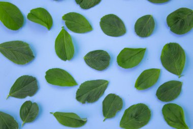 Pastel mavi yaprakları ile Güzellik arka plan. Üst görünüm, düz yatıyordu.