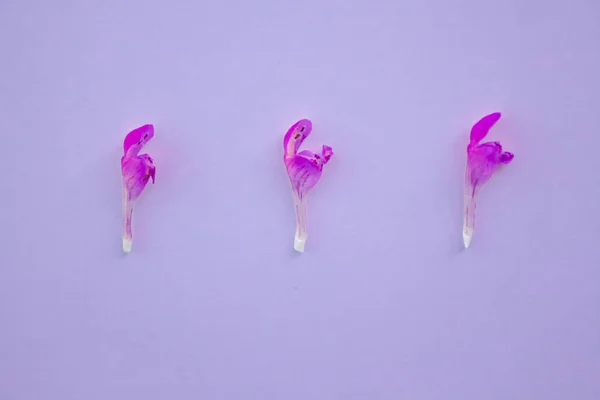 Blumenhintergrund Rahmen aus rosa Blume auf violettem Hintergrund. flache Lage, von oben betrachtet floraler Hintergrund. — Stockfoto