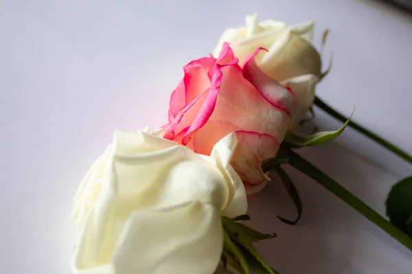 Trandafiri pe o masă albă. Roz, alb, 3 bucăți . — Fotografie, imagine de stoc