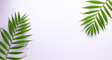 Beyaz arka planda tropikal yeşil yaprakların desen. Düz döşeme, üst görünüm