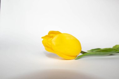 Beyaz arka planda sarı lale. beyaz bir arka planda bir kadın elinde sarı laleler. lale kapatmak.