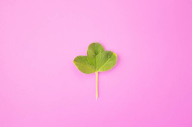 Yaratıcı düzen. Çerçeve yeşil dalları, pembe bir arka plan üzerinde bırakır. Minimal konsept, düz döşeme, üst görünüm