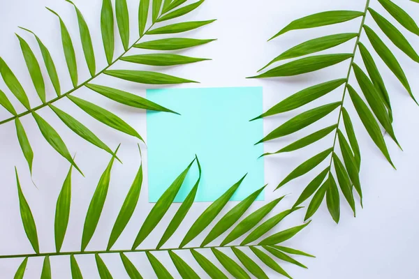 Üres kék kártya a trópusi pálmalevelek, nyári vakáció koncepció, sablon elrendezés hozzá a design vagy szöveg. Aquamarine — Stock Fotó