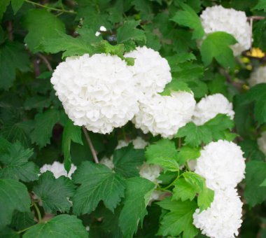 Birçok küçük çiçeğin beyaz çiçek arkaplanı. Beyaz bitki dokusu. Boşluk. Üst Manzara. Günlük için resim.