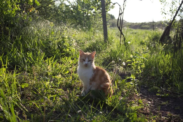 Červená Kočka Odpoledních Hodinách Slunci Tráva Užívá Života Červená Bílou — Stock fotografie