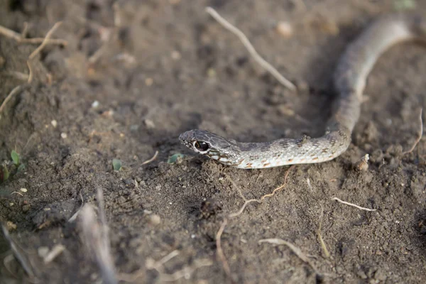 Bir yılan bahçede sürünür, bir daire çizer ve kameraya bakar. Yılanın vücudundaki desen, yılanın gözü..