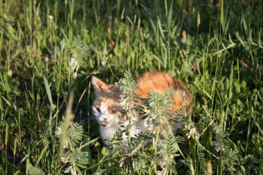  Öğleden sonra güneşin altındaki kırmızı kedi hayatın tadını çıkarıyor. Başıboş hamile bir kedinin beyaz renginde.