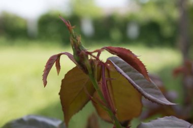 Arka planda genç bir bahar gülü tomurcuğu. Çiçekçilik, bahçıvanlık, gül ekimi ve çiçek bakımı..