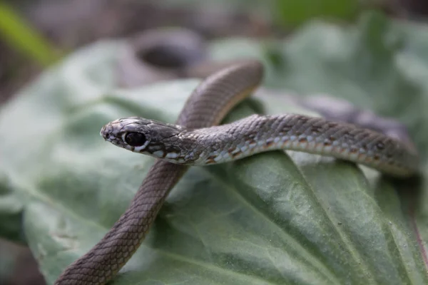 Beautiful snake with black eyes and a pattern on the back with a light abdomen in the natural day.